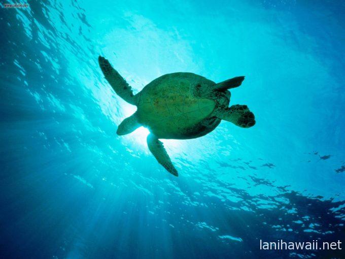 swimming_through_sunbeams_sea_turtle